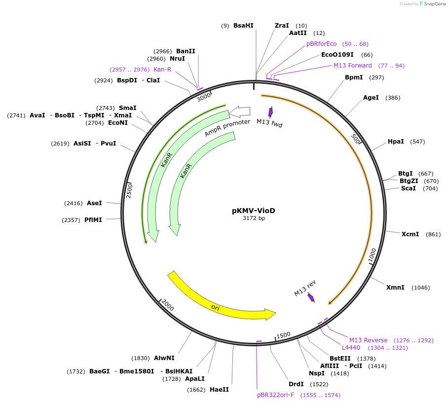 65350-plasmid-map-sequence-id-110583