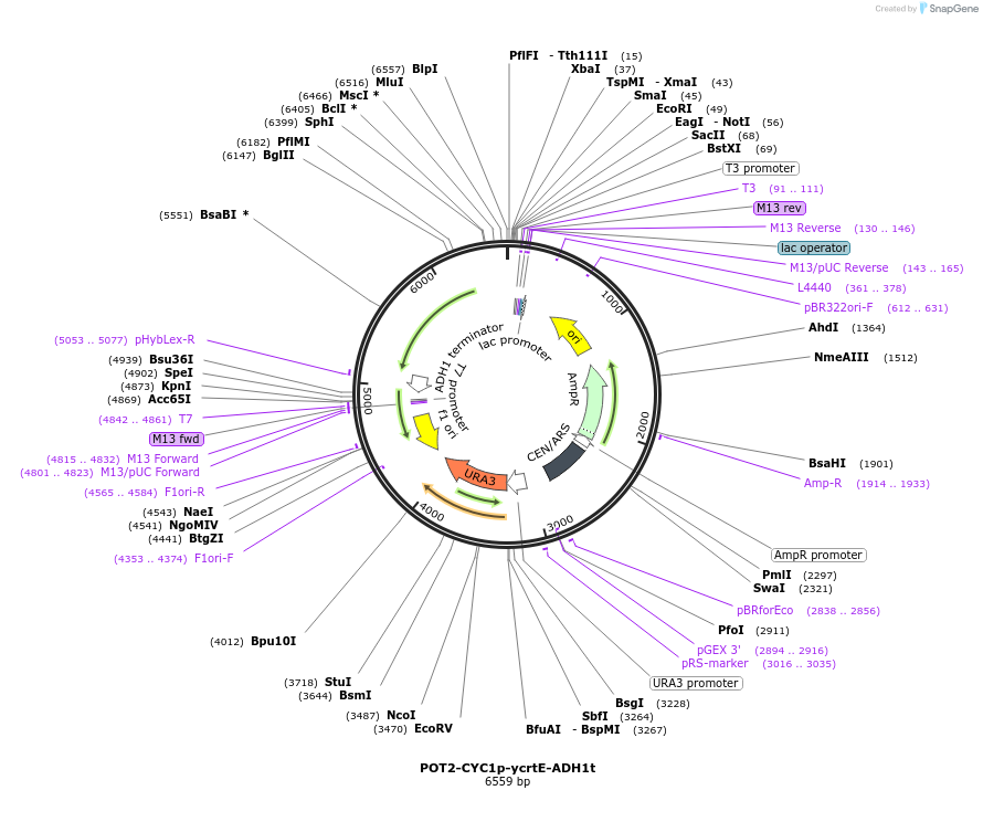 65354-plasmid-map-sequence-id-110587