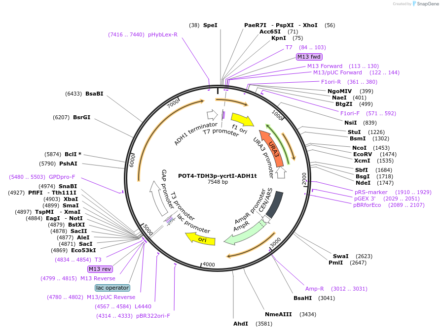 65355-plasmid-map-sequence-id-110588