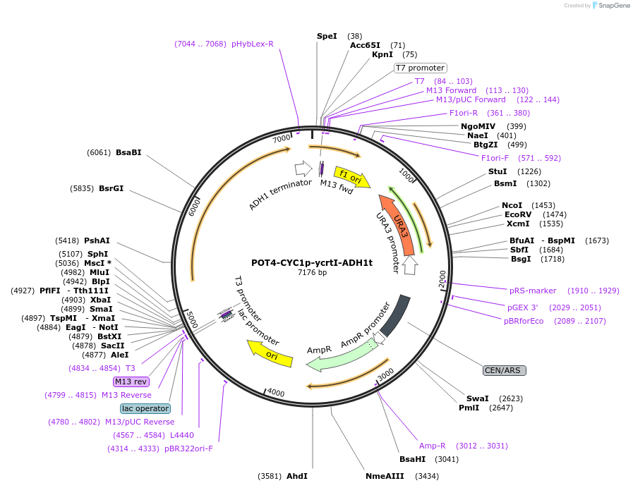 65357-plasmid-map-sequence-id-110590