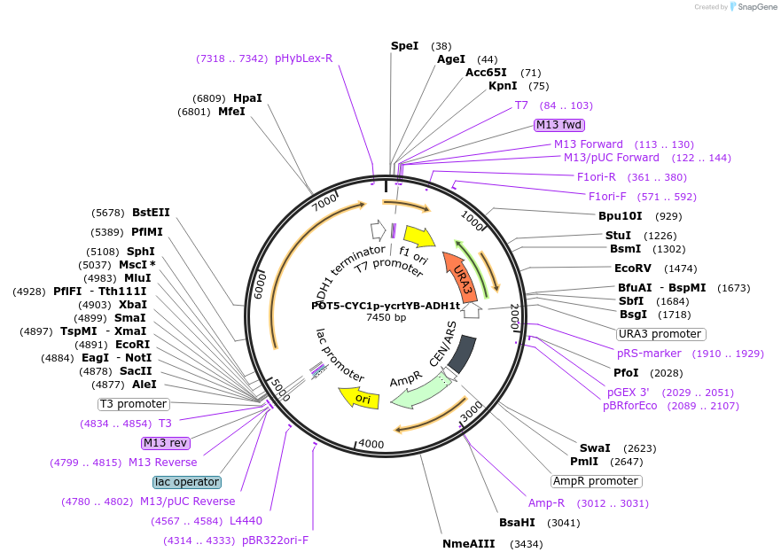 65360-plasmid-map-sequence-id-110593