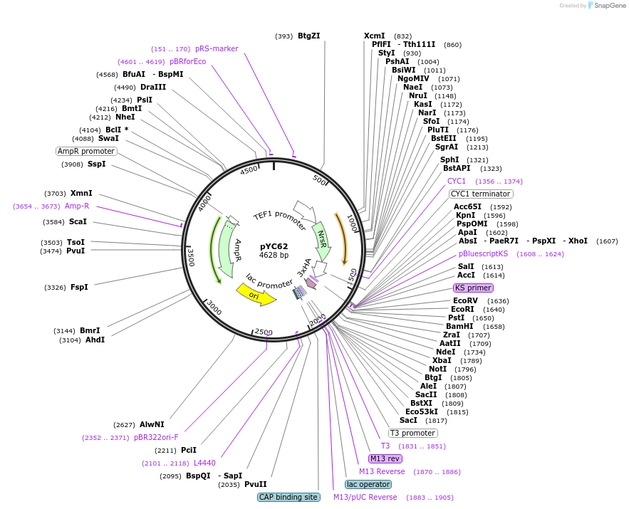 63927-plasmid-map-sequence-id-110660
