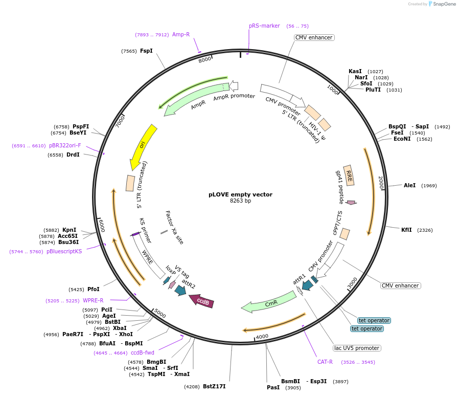 15948-plasmid-map-sequence-id-110663