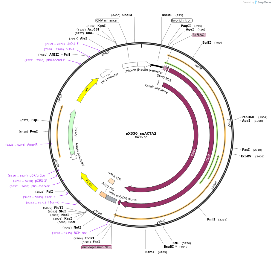 63712-plasmid-map-sequence-id-110733