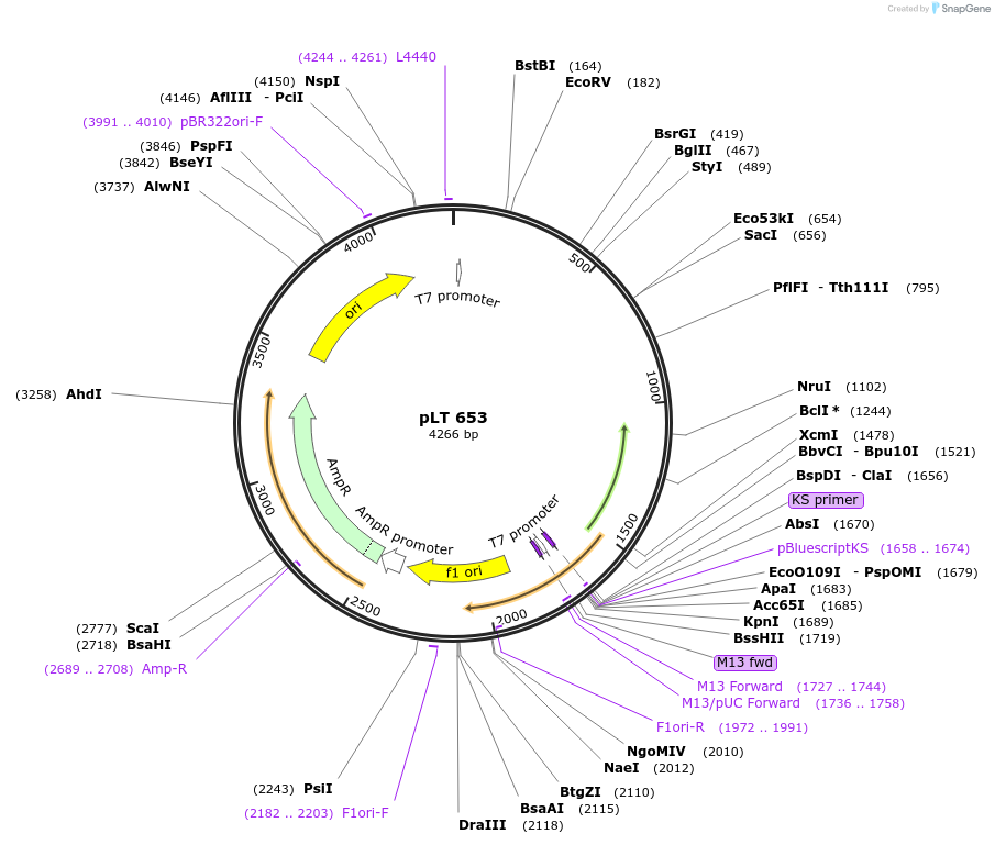 59996-plasmid-map-sequence-id-110769