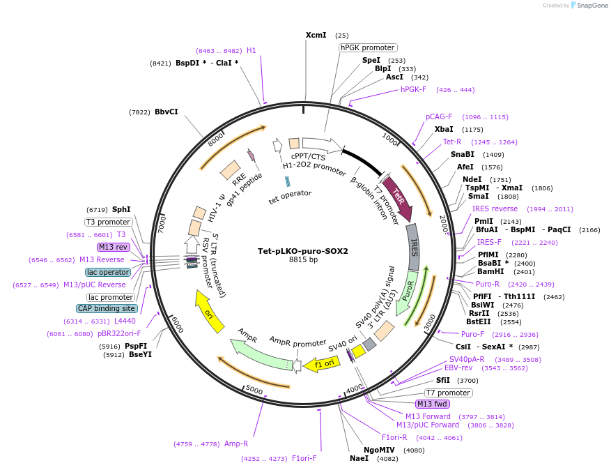47540-plasmid-map-sequence-id-110775