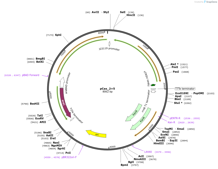 60594-plasmid-map-sequence-id-110836