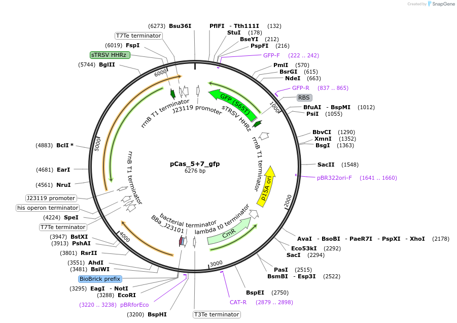 60595-plasmid-map-sequence-id-110843