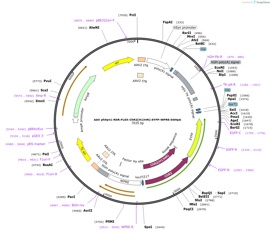 65429-plasmid-map-sequence-id-110864