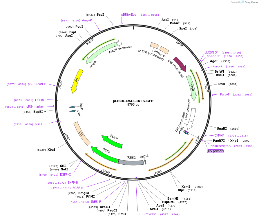 65433-plasmid-map-sequence-id-110884