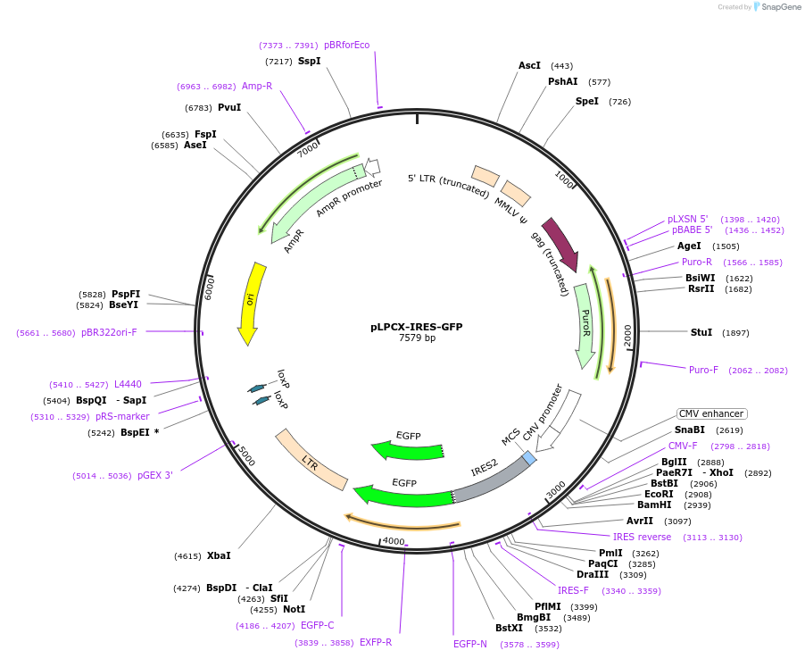 65436-plasmid-map-sequence-id-110889