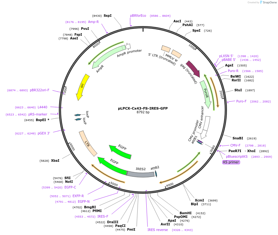65438-plasmid-map-sequence-id-110891