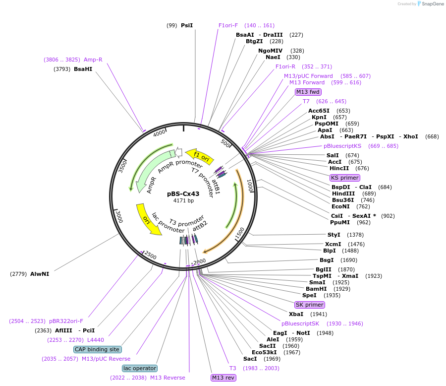 65439-plasmid-map-sequence-id-110893