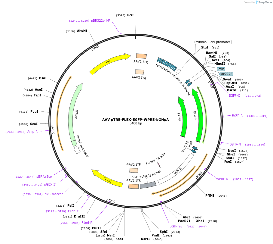 65449-plasmid-map-sequence-id-110965