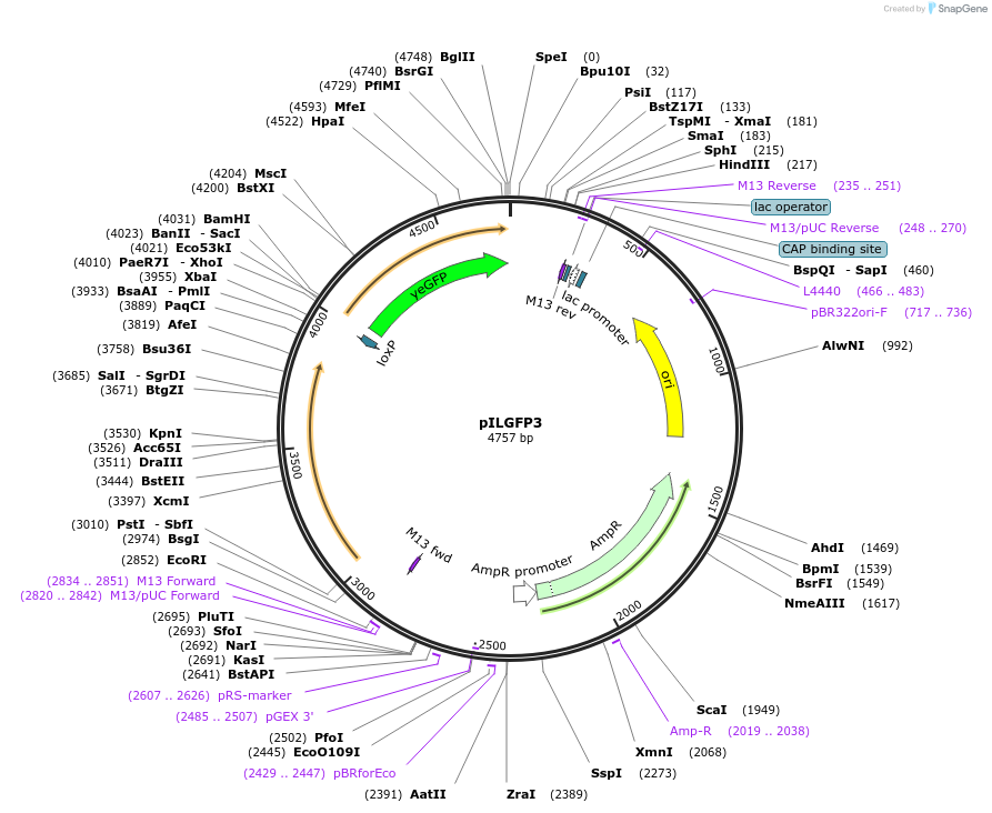 65451-plasmid-map-sequence-id-110968