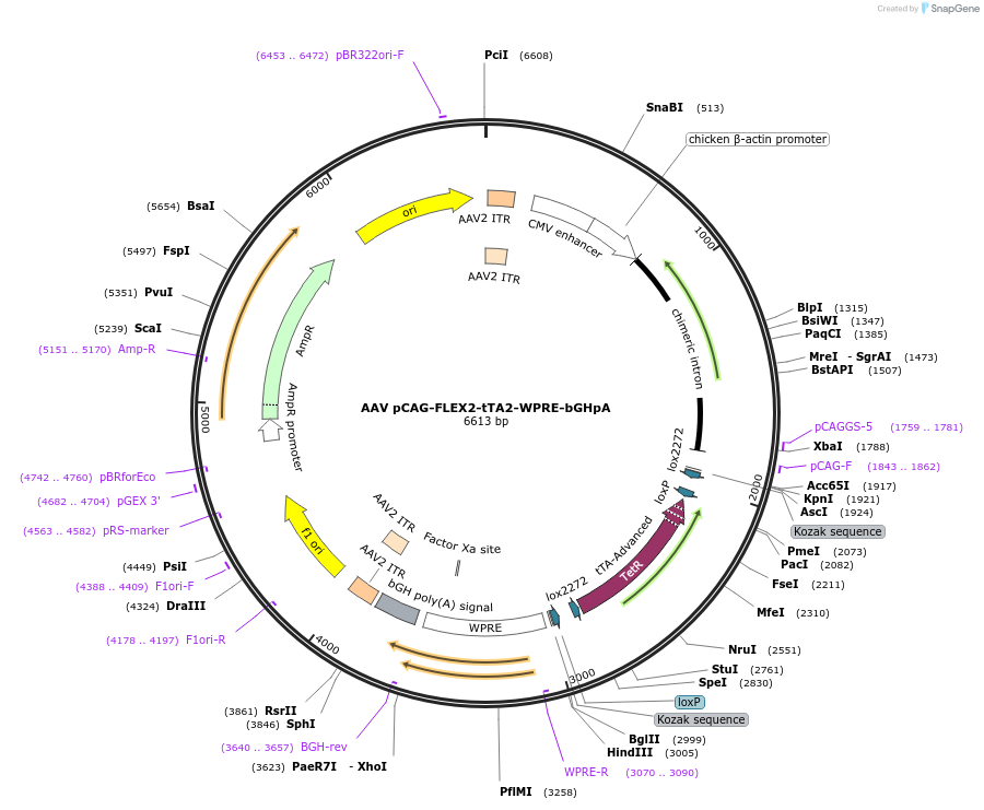65458-plasmid-map-sequence-id-110998