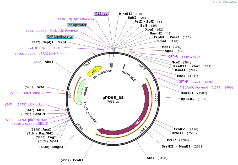 1500-plasmid-map-sequence-id-111