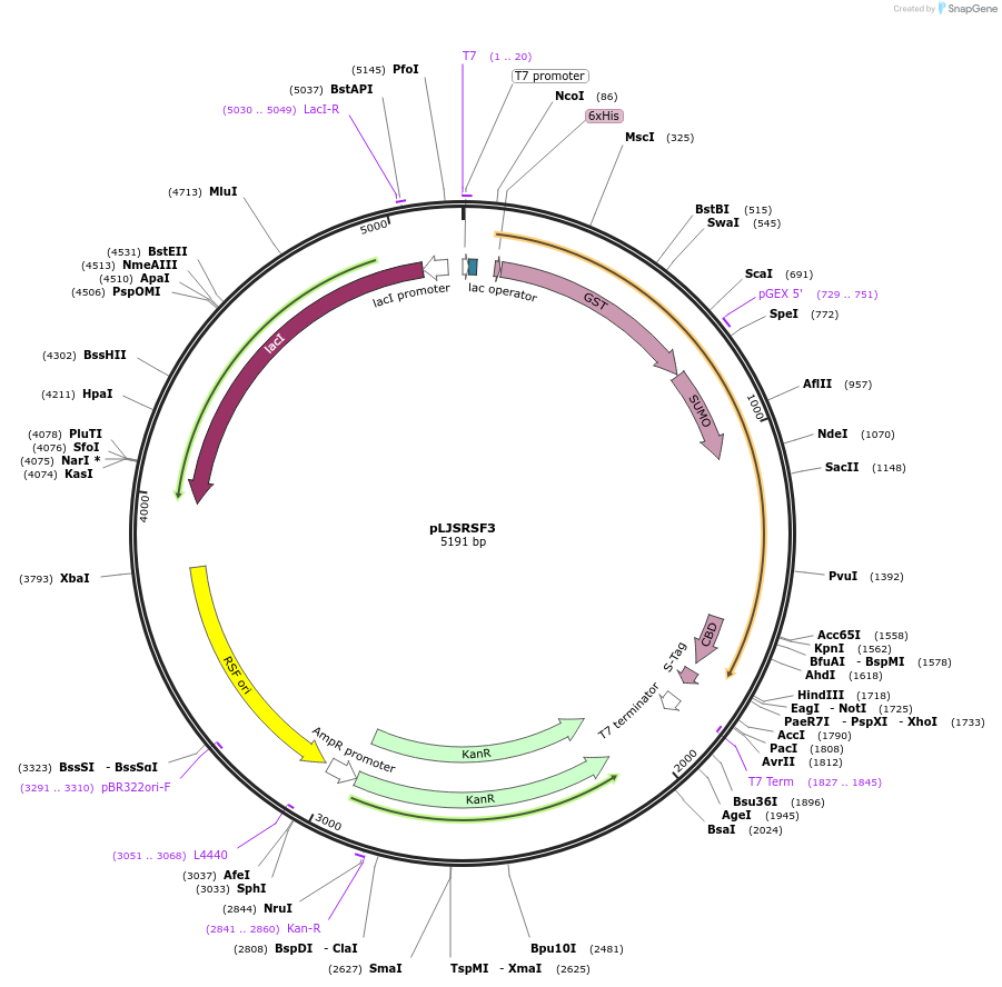 64692-plasmid-map-sequence-id-111024