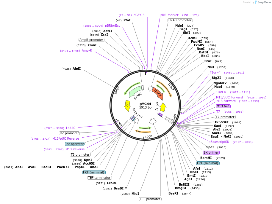 63903-plasmid-map-sequence-id-111181