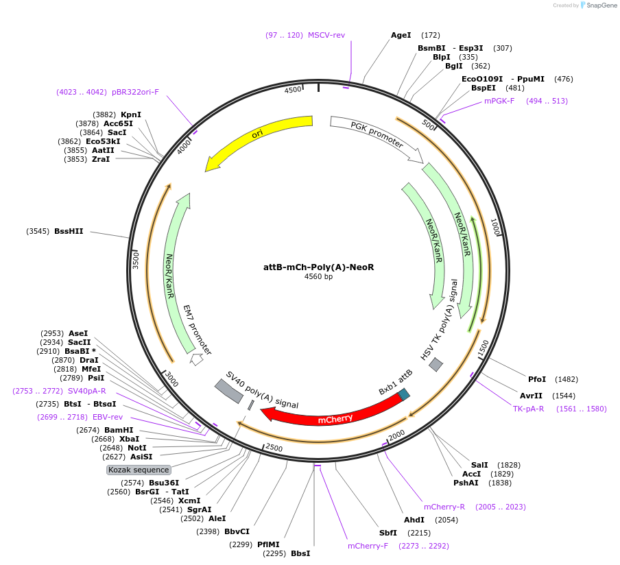65528-plasmid-map-sequence-id-111229