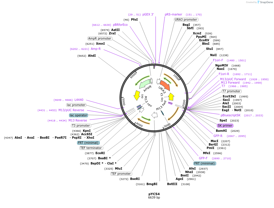 63909-plasmid-map-sequence-id-111243