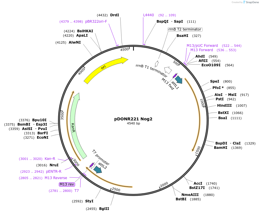 63764-plasmid-map-sequence-id-111259