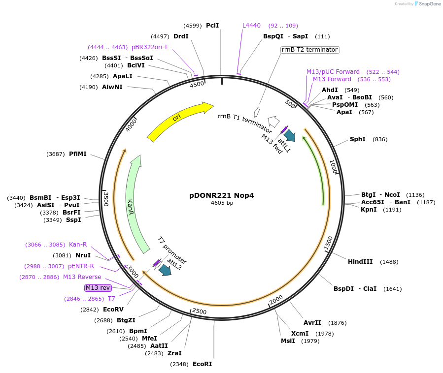 63767-plasmid-map-sequence-id-111267