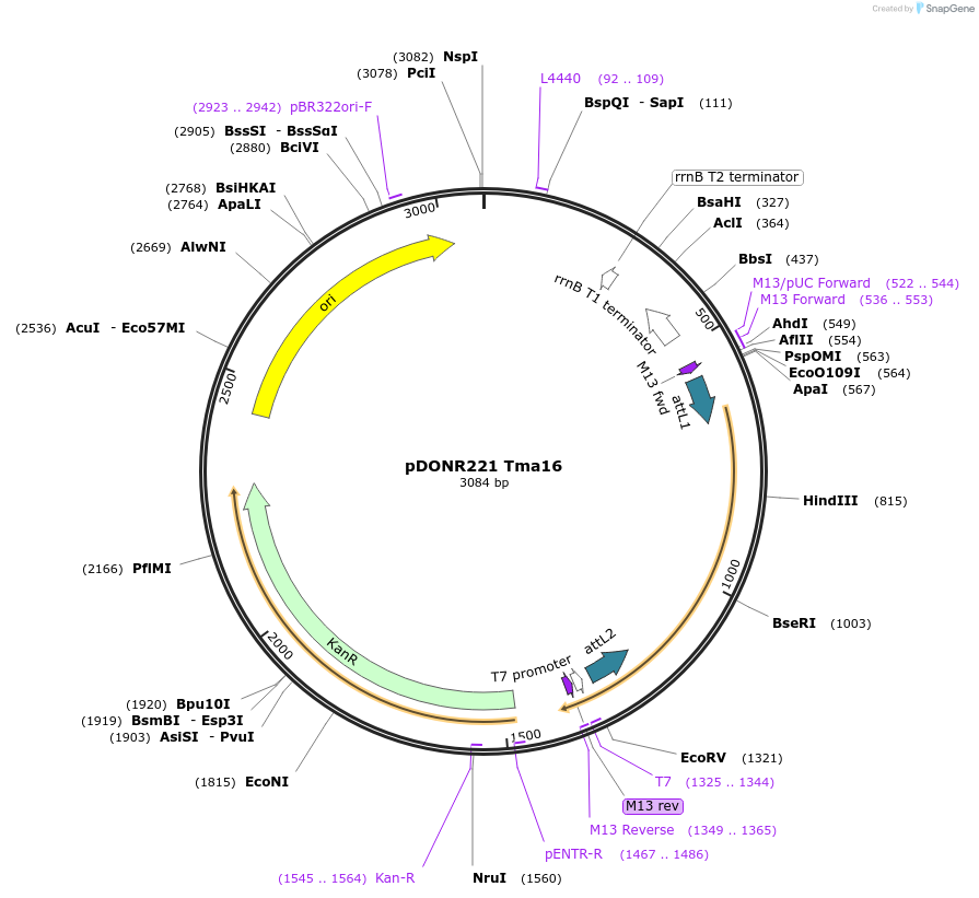 63779-plasmid-map-sequence-id-111275