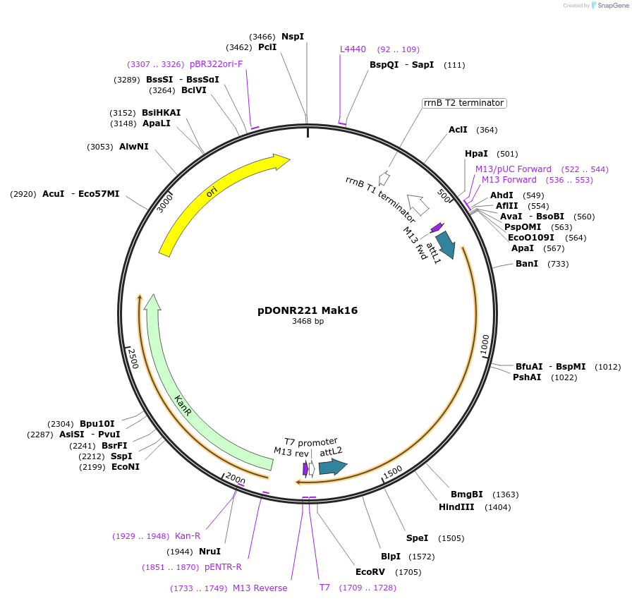 63762-plasmid-map-sequence-id-111282