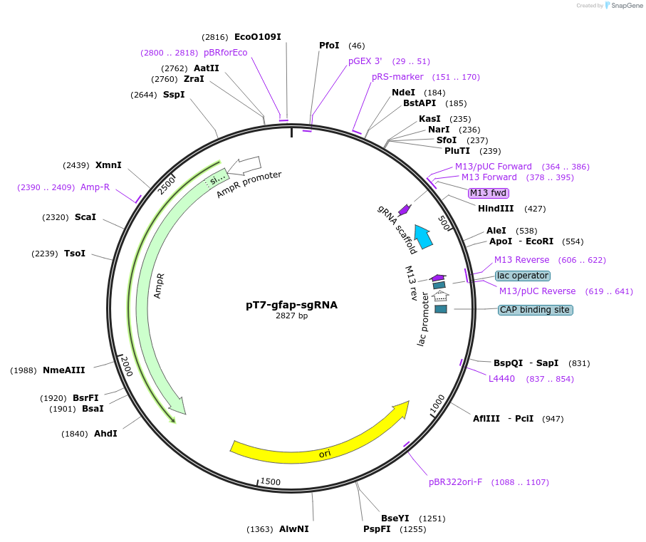 65566-plasmid-map-sequence-id-111299