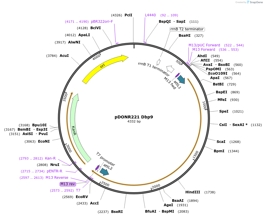 63743-plasmid-map-sequence-id-111305