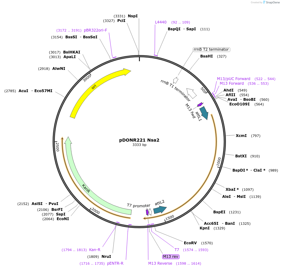 63768-plasmid-map-sequence-id-111310