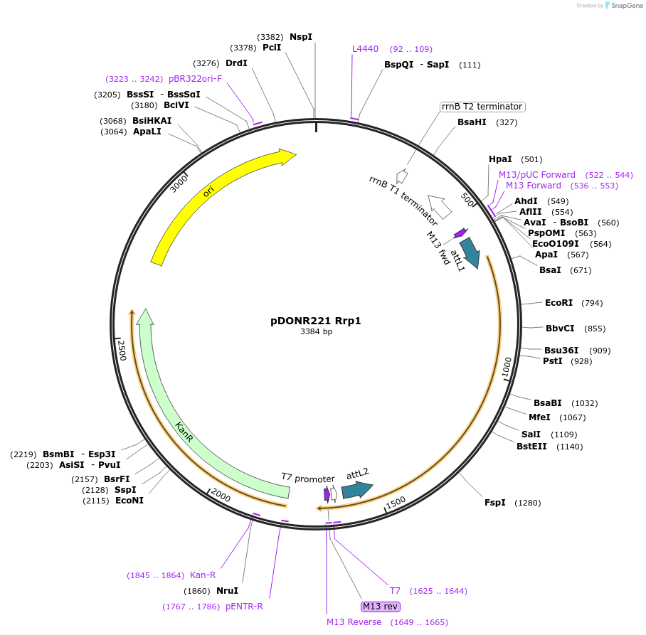 63773-plasmid-map-sequence-id-111315