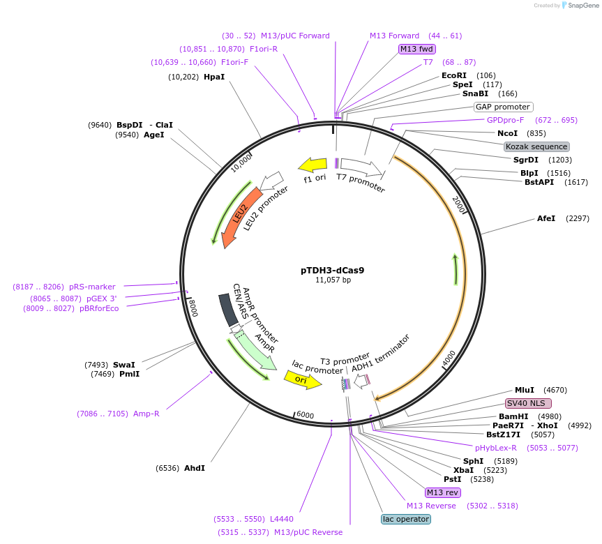 46920-plasmid-map-sequence-id-111318