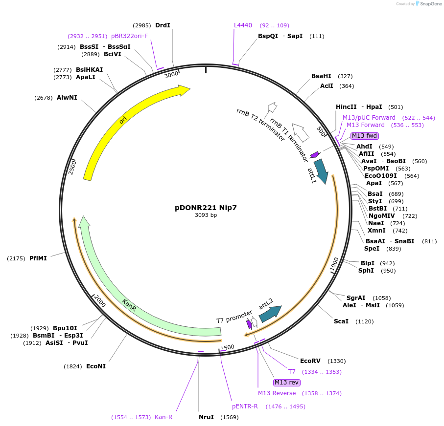 63763-plasmid-map-sequence-id-111322