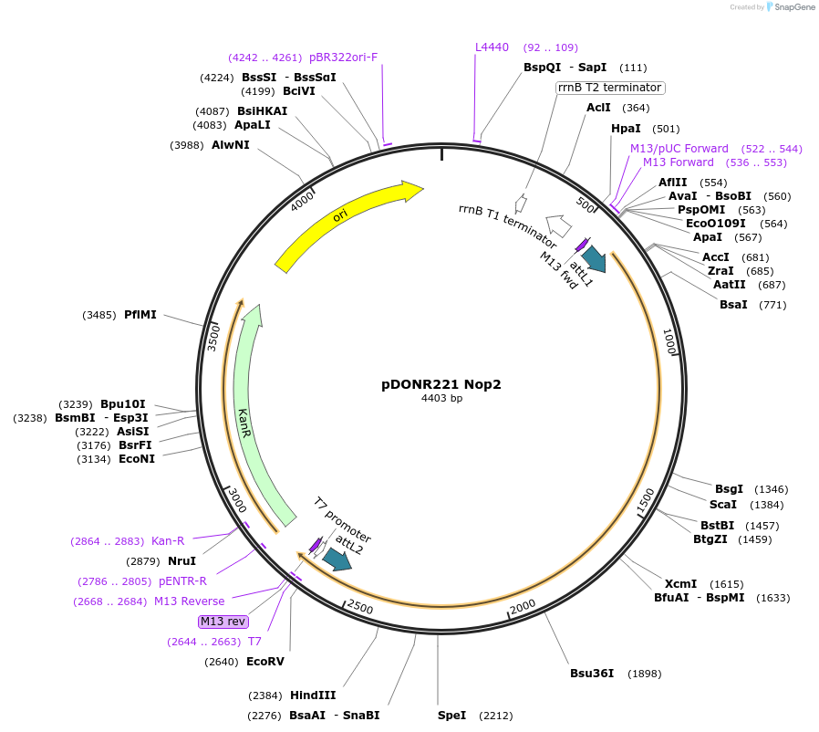 63766-plasmid-map-sequence-id-111344