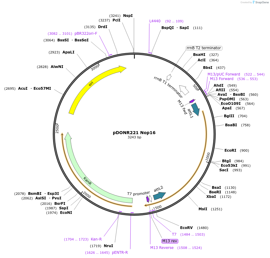 63765-plasmid-map-sequence-id-111363