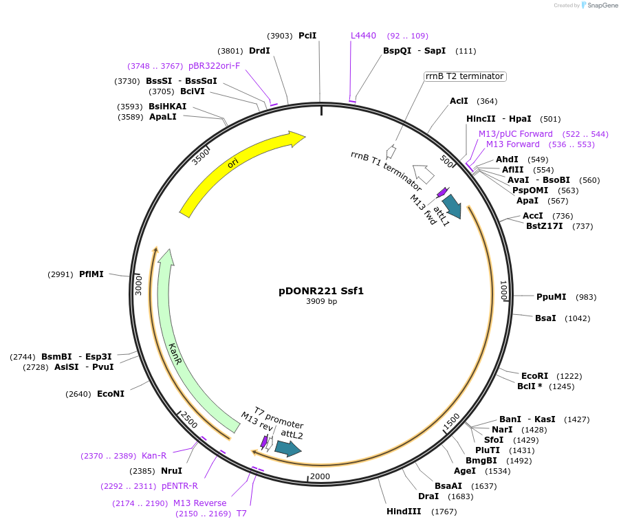 63778-plasmid-map-sequence-id-111379