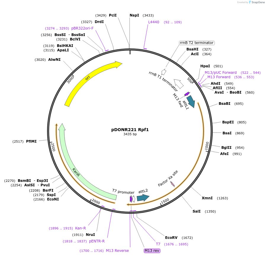 63771-plasmid-map-sequence-id-111388
