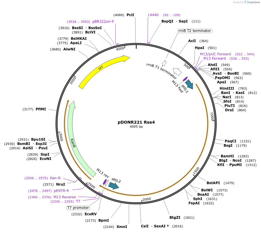 63776-plasmid-map-sequence-id-111395