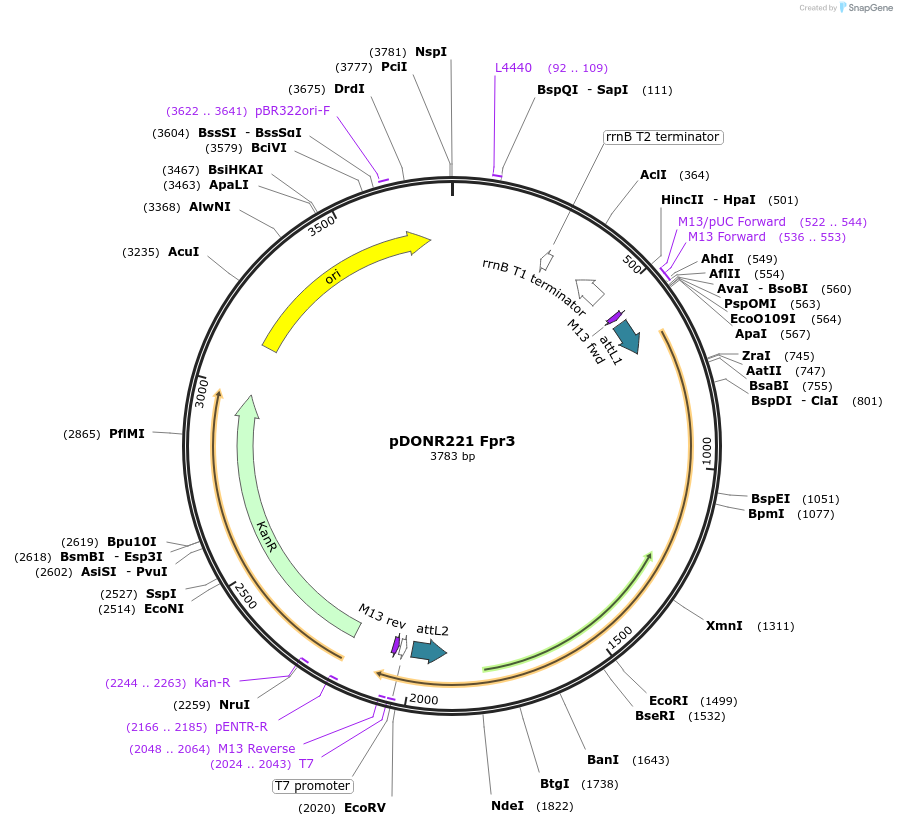 63745-plasmid-map-sequence-id-111401