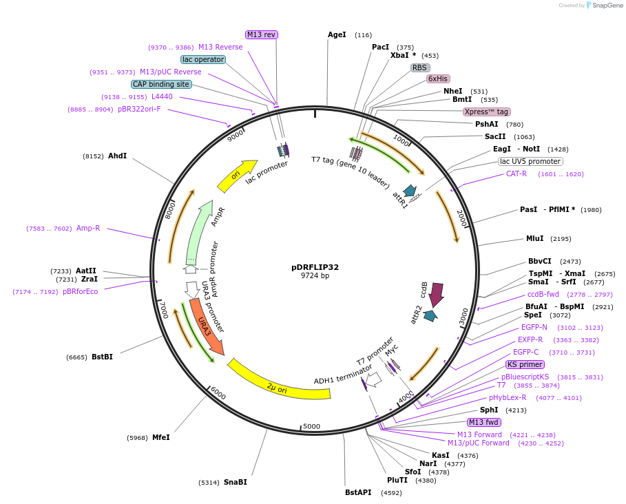 65511-plasmid-map-sequence-id-111421