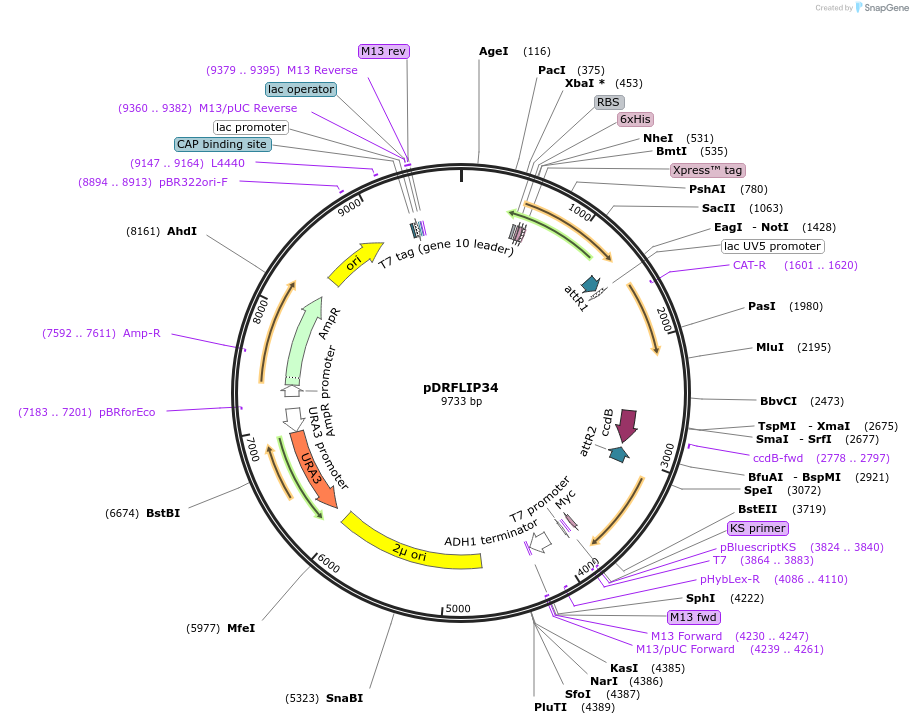 65512-plasmid-map-sequence-id-111422