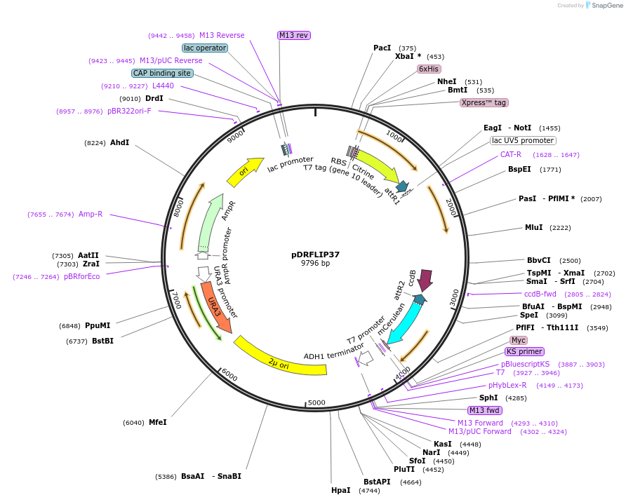 65515-plasmid-map-sequence-id-111425