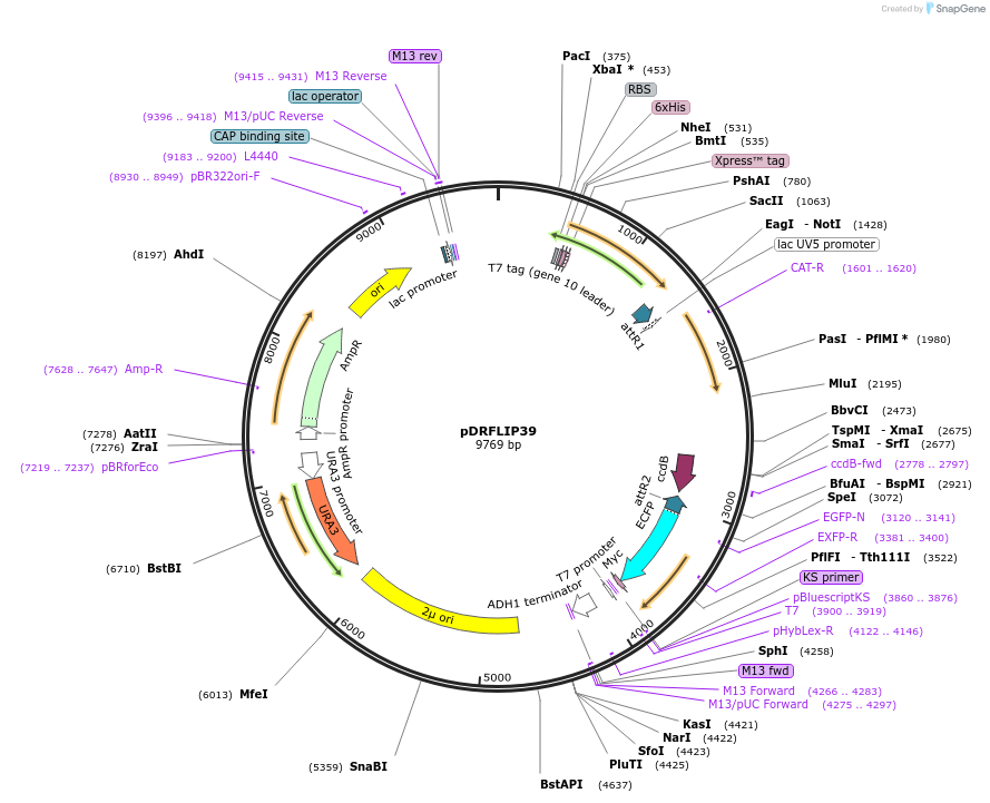 65517-plasmid-map-sequence-id-111427