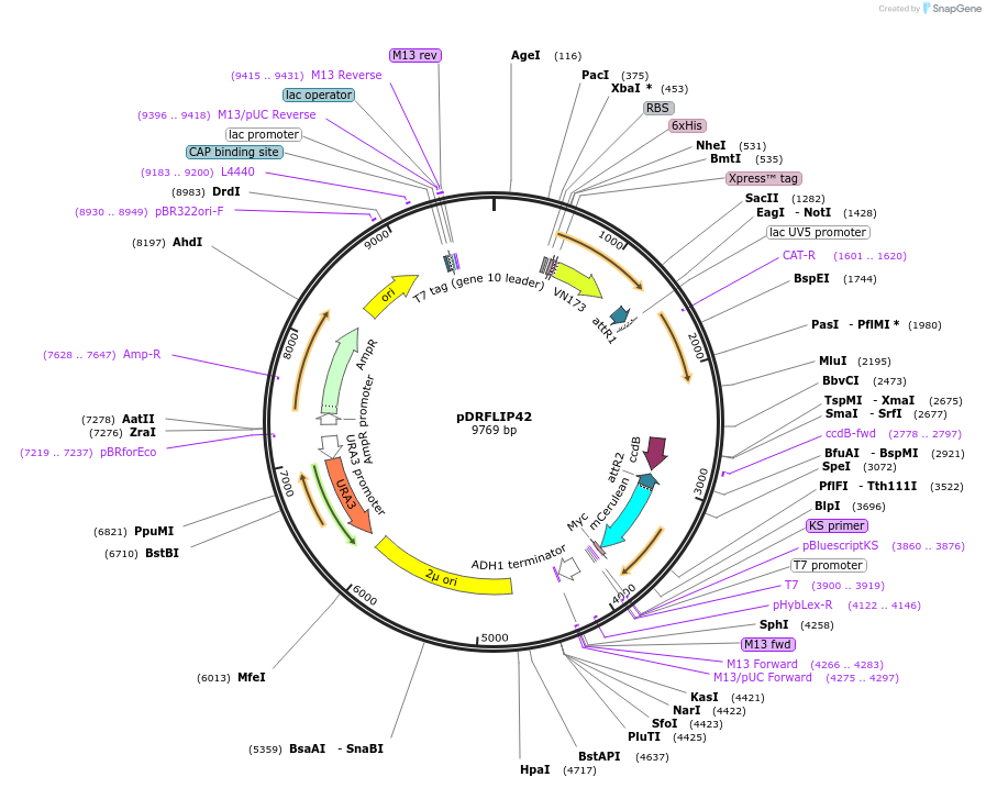 65518-plasmid-map-sequence-id-111428