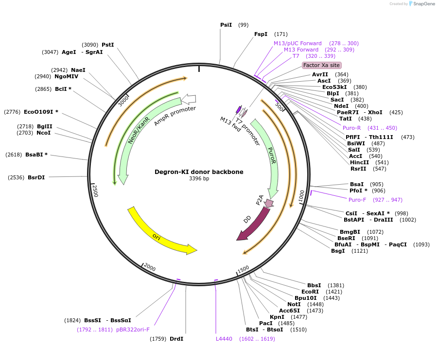 65483-plasmid-map-sequence-id-111430