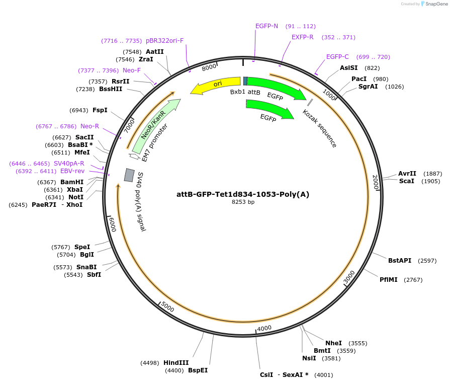 65561-plasmid-map-sequence-id-111431