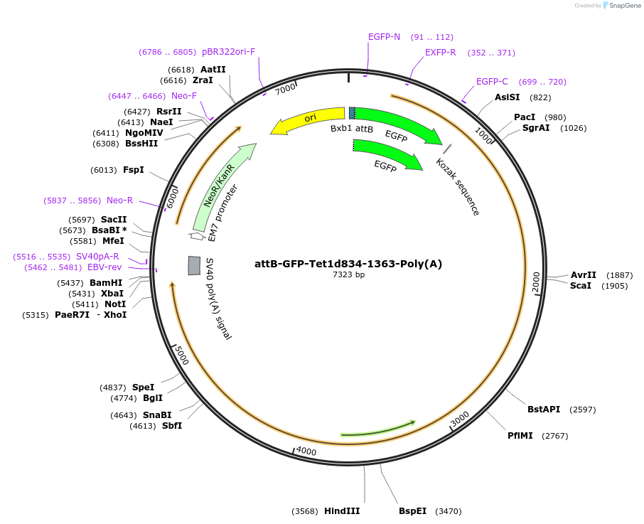 65560-plasmid-map-sequence-id-111432