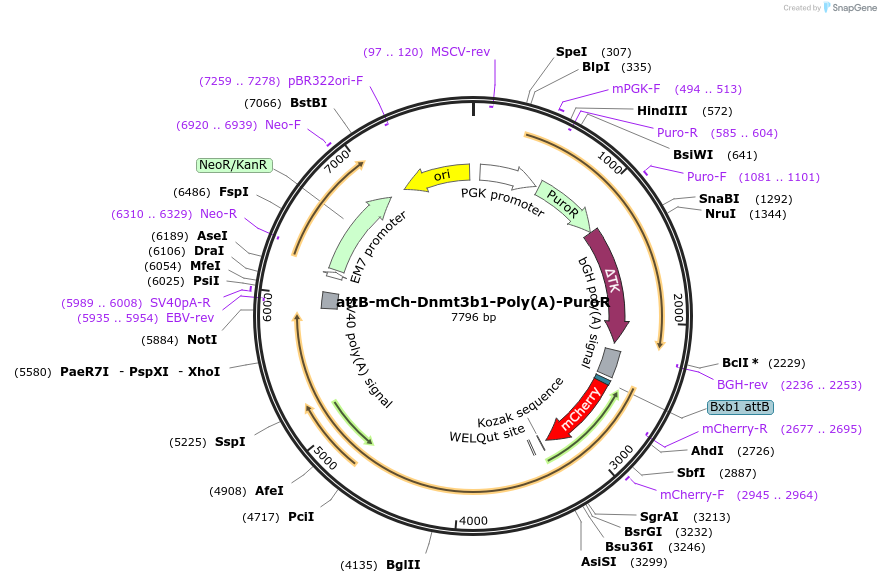 65556-plasmid-map-sequence-id-111438